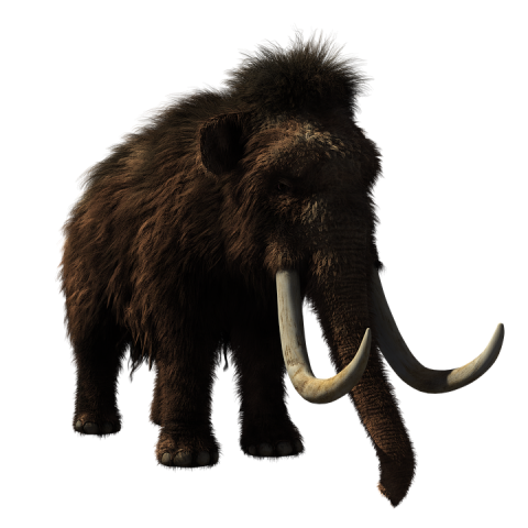 Baby Elephant Png Download Hd