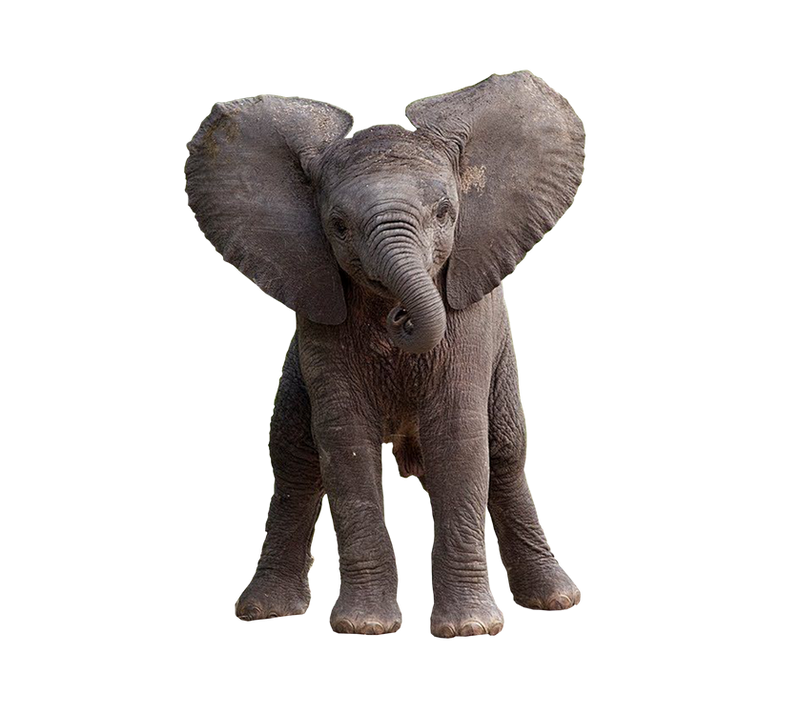 Baby Elephant PNG HD Quality