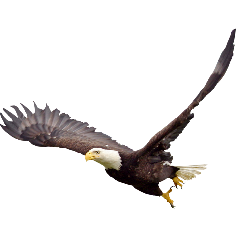 Bald Eagle Download Free PNG Hd
