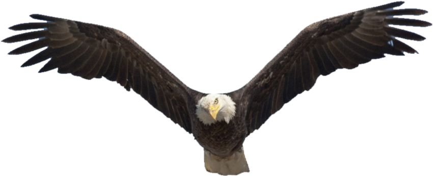 Bald Eagle Transparent Free PNG HD