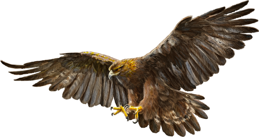 Bald Eagle Transparent Png HD
