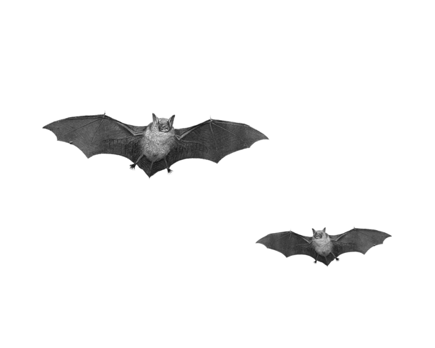 Bat PNG Clipart Background Full HD