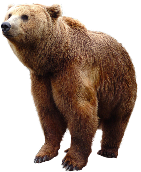 Bear Animal PNG Full HD Download