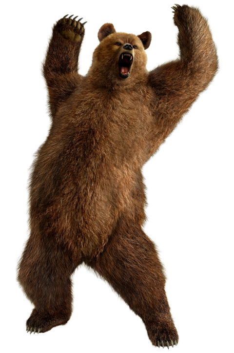 Bear Dancing PNG Full HD Download
