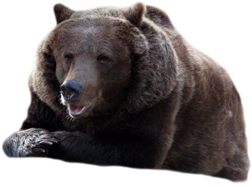 Bear PNG Images Download HD