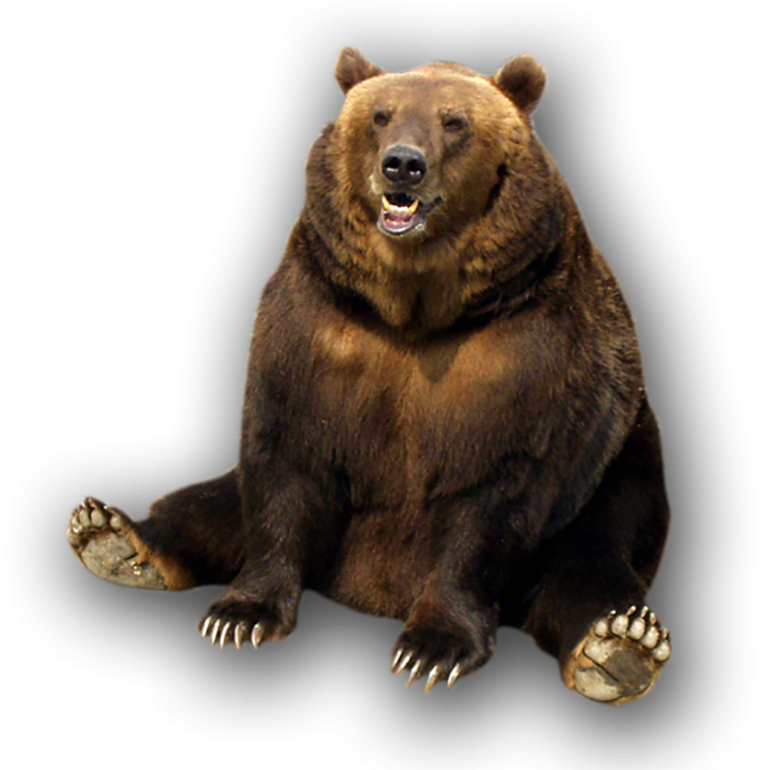 Bear Sitting HD PNG Images Download