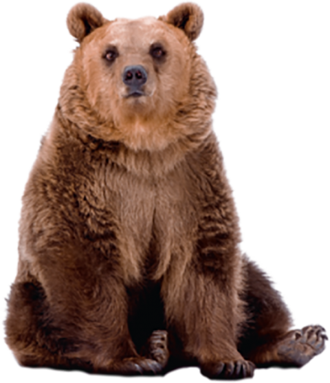 Bear Sitting HD PNG Images Download