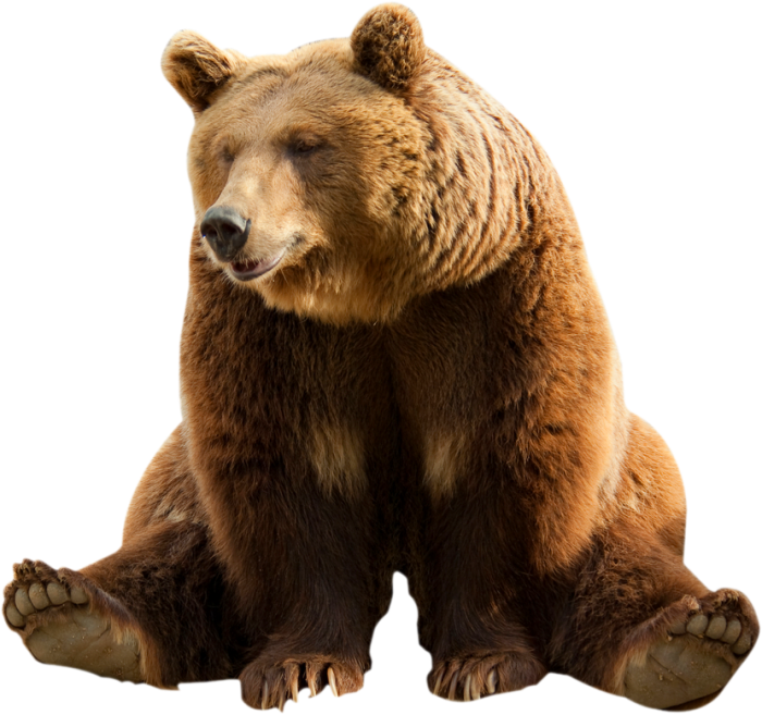 Bear Sitting PNG Full HD Download