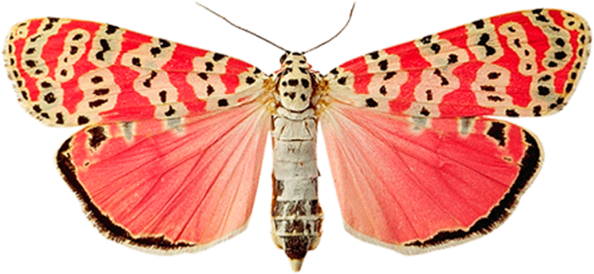 Beautiful Butterfly PNG Images Hd