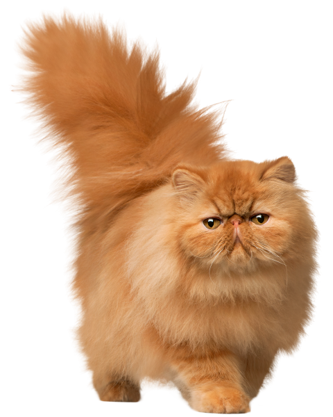 Beautiful cat PNG Brown Color