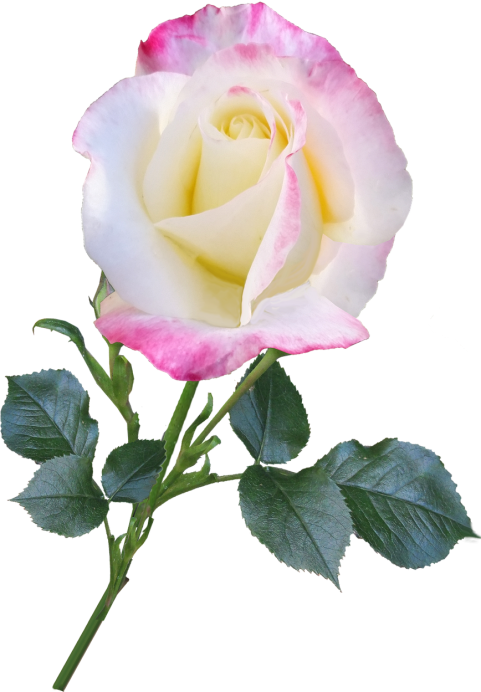 Beautiful Flower Png Images Full HD