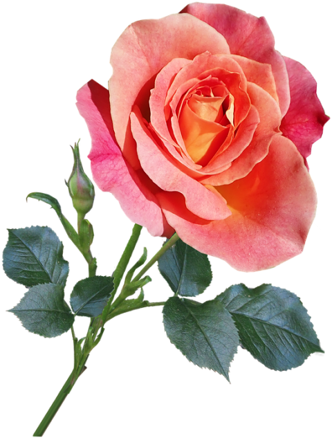 Beautiful Flower Png images Hd