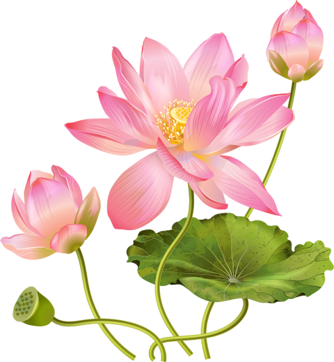 Beautiful Lotus Flower PNG Download