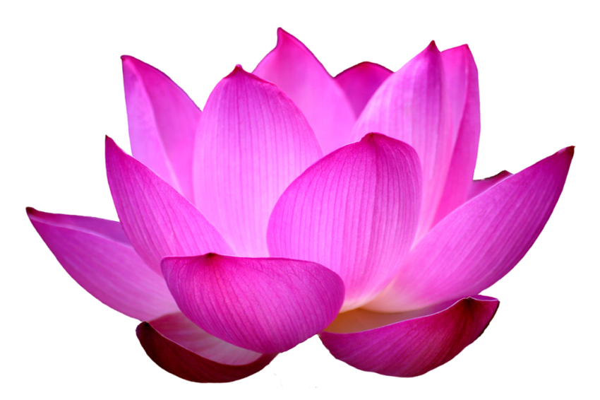 Beautiful Lotus Pink  PNG Images Download