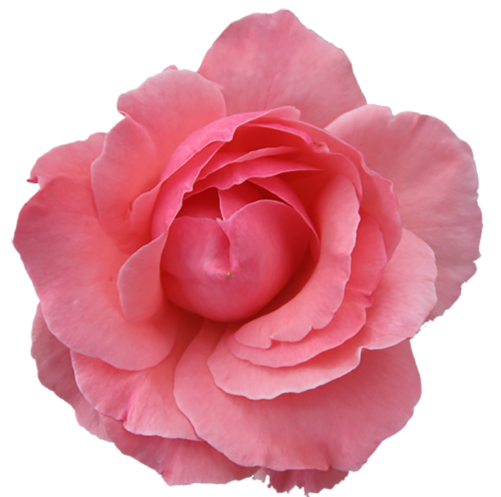 Beautiful Pink  Rose Flower PNG Hd