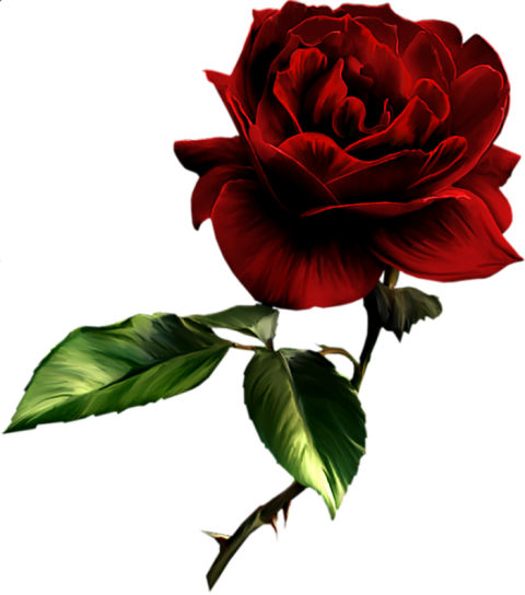Beautiful Red Rose Flower PNG  Download
