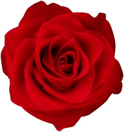 Beautiful Red Rose Flower PNG Photos