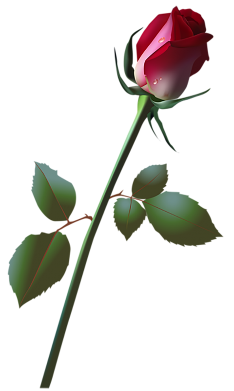 Beautiful Red Rose Transparent PNG