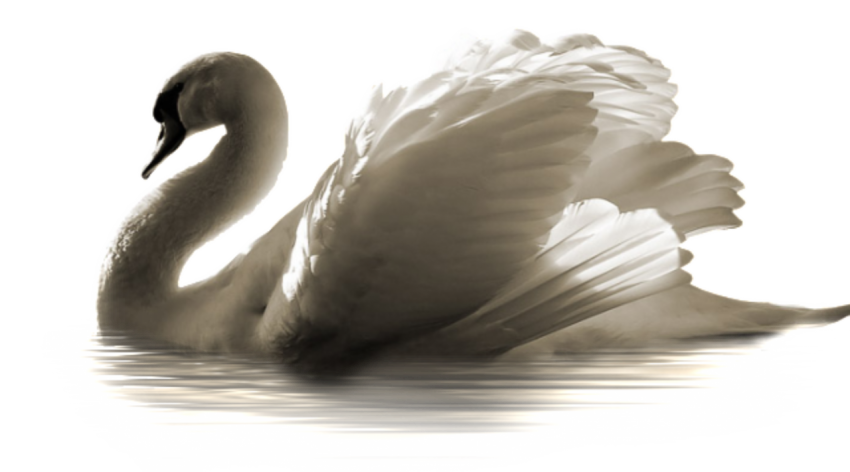 Beautiful Swan PNG Free images Full HD