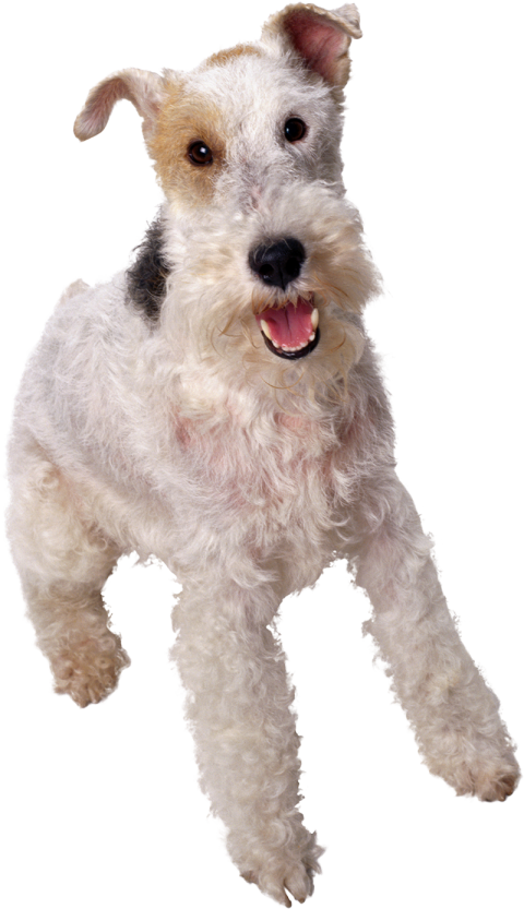 Beautiful White Puppy Pet Dog PNG Images