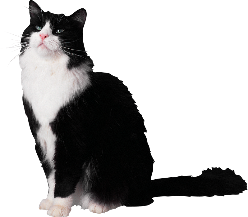 Best Cat Sitting Front View PNG