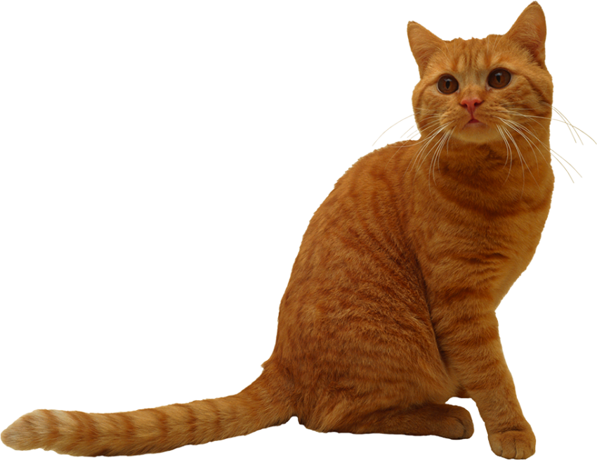 Best Cat Sitting Front View PNG Hd