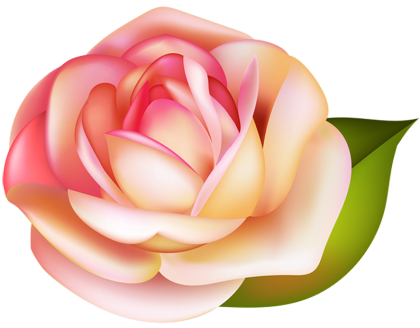 Best Red Rose Flower PNG Download