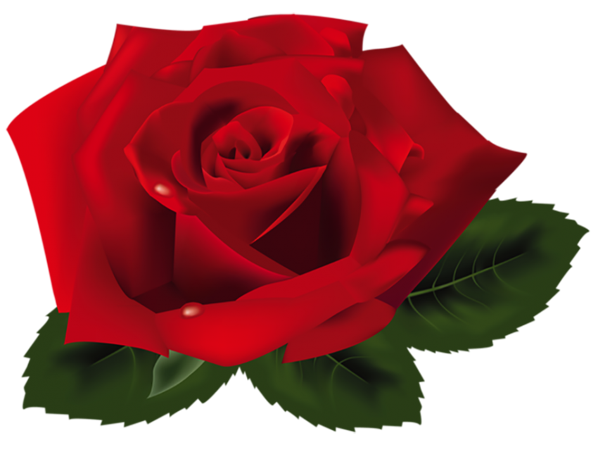 Best Red Rose Transparent Flower PNG