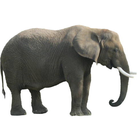 Big Elephant Background PNG Image