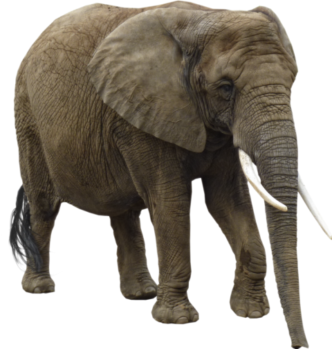 Big Elephant PNG Full HD Quality