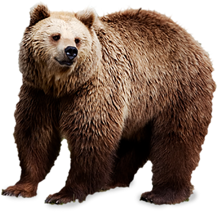 Big Size Bear Bhaalu PNG Images Download