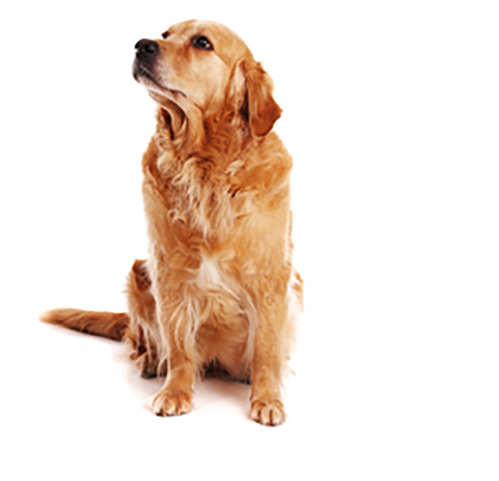 Big Size Brown Sitting Dog PNG Images
