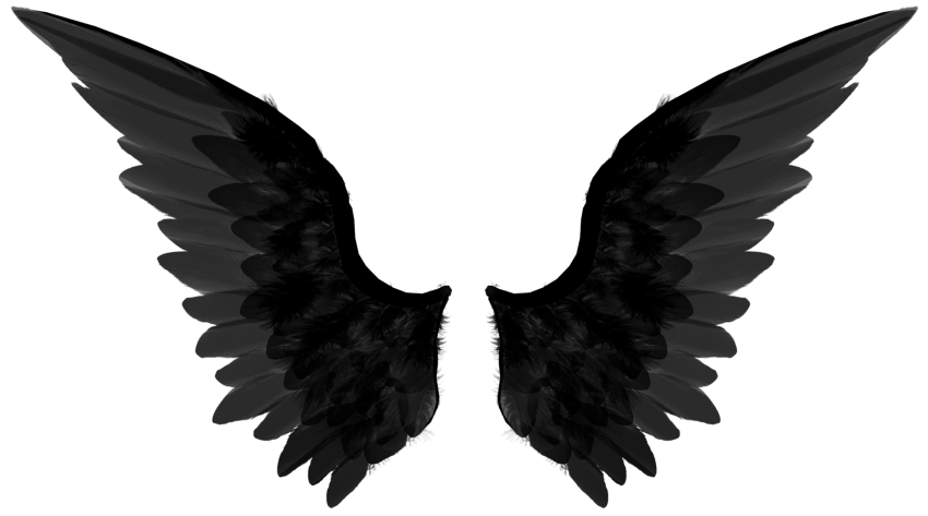 Birds Wings Without Background PNG
