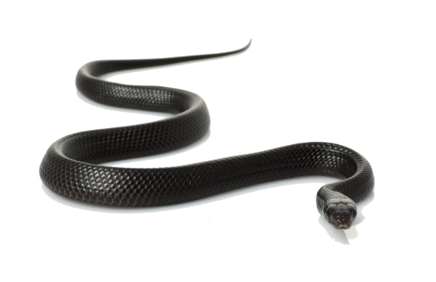 Black Anaconda PNG Full HD