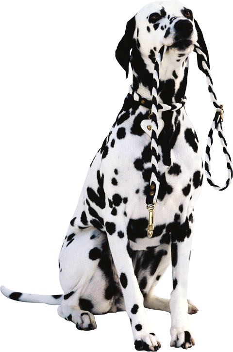 Black And White Sitting Dog PNG Download