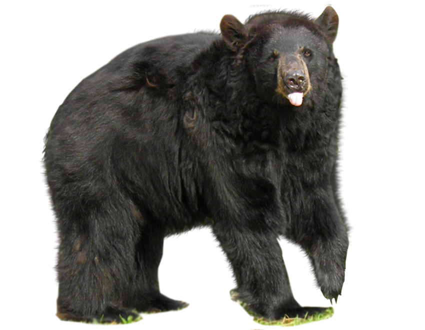 Black Bear PNG Images Download HD