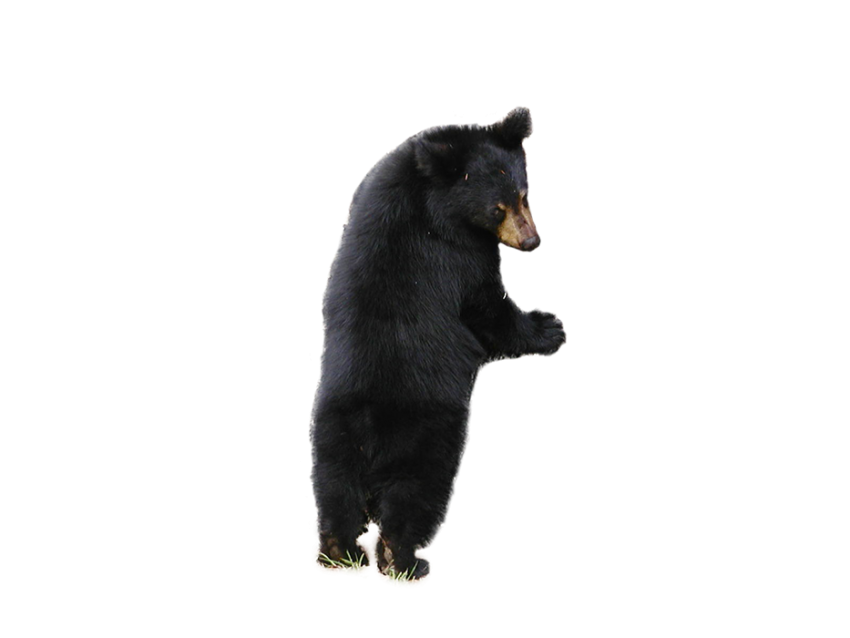 Black Bear Standing PNG Images Download