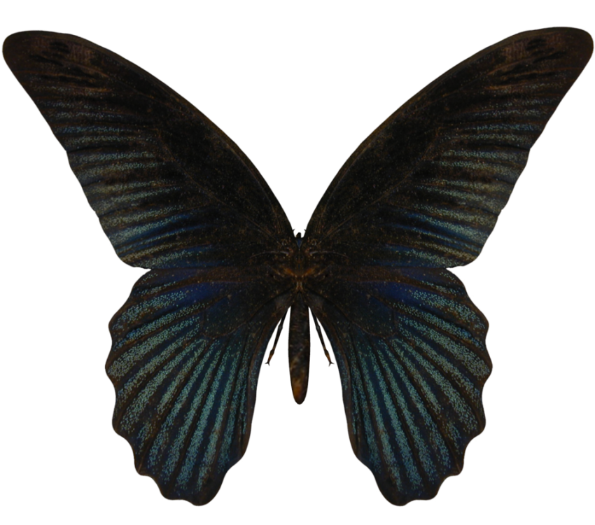 Black Butterfly PNG Images Download