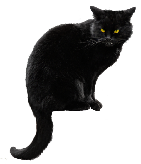 Black Cat HD Transparent PNG HD