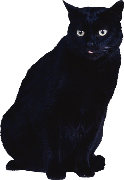 Black Cat HD Transparent PNG Images