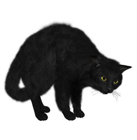 Black Cat HD Transparent PNG images