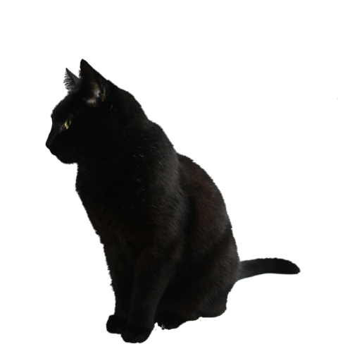 Black Cat HD Transparent PNG Images