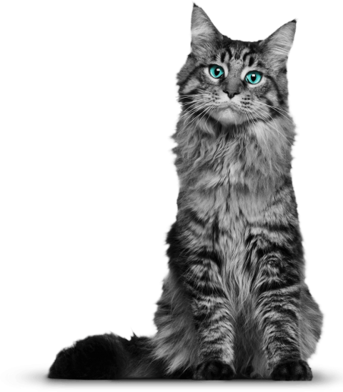 Black cat Transparent Png Images