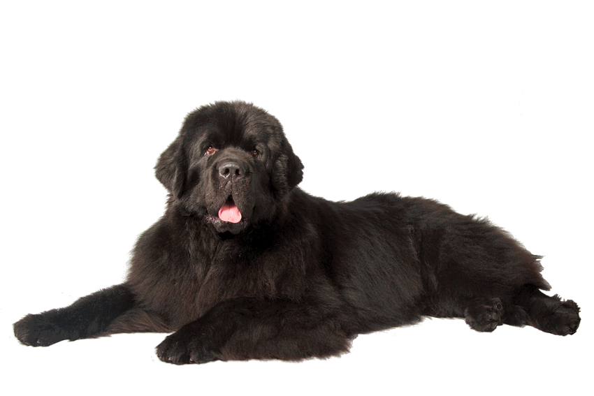 Black Dog Sitting PNG Images Download