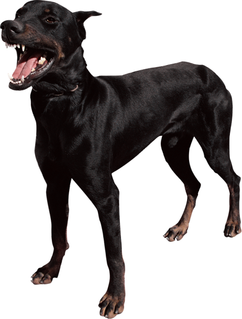 Black Dog Standing HD Transparent PNG