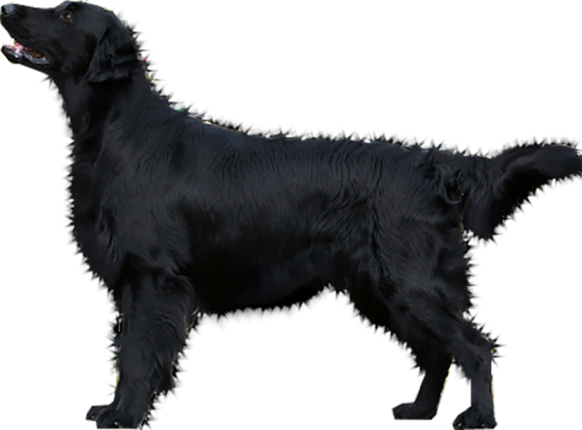 Black Dog Transparent PNG Download