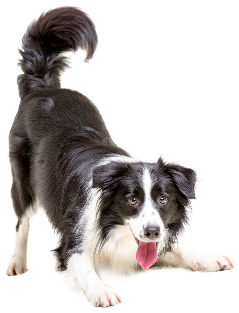 Black Dog Transparent PNG Download
