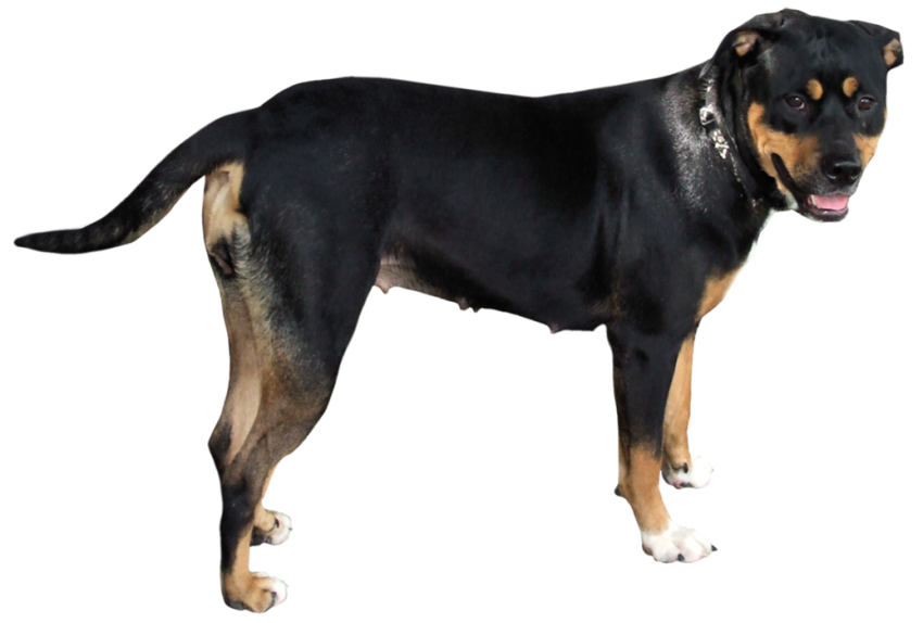 Black Full Hd Dog PNG Images For Editing