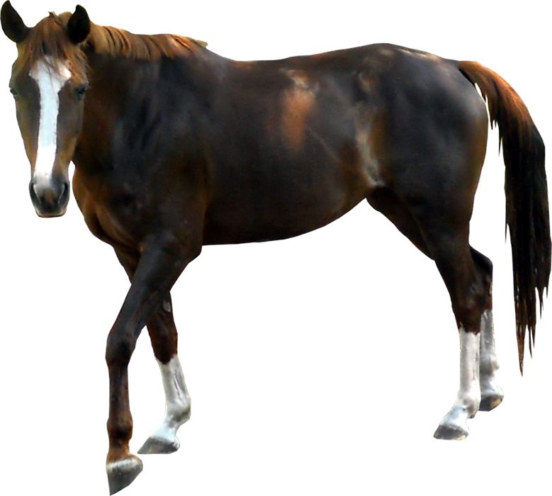 Black Horse Transparent PNG Images