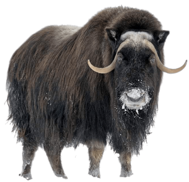 Black Ox Animal Download Free PNG